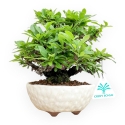Pyracantha - 19 cm
