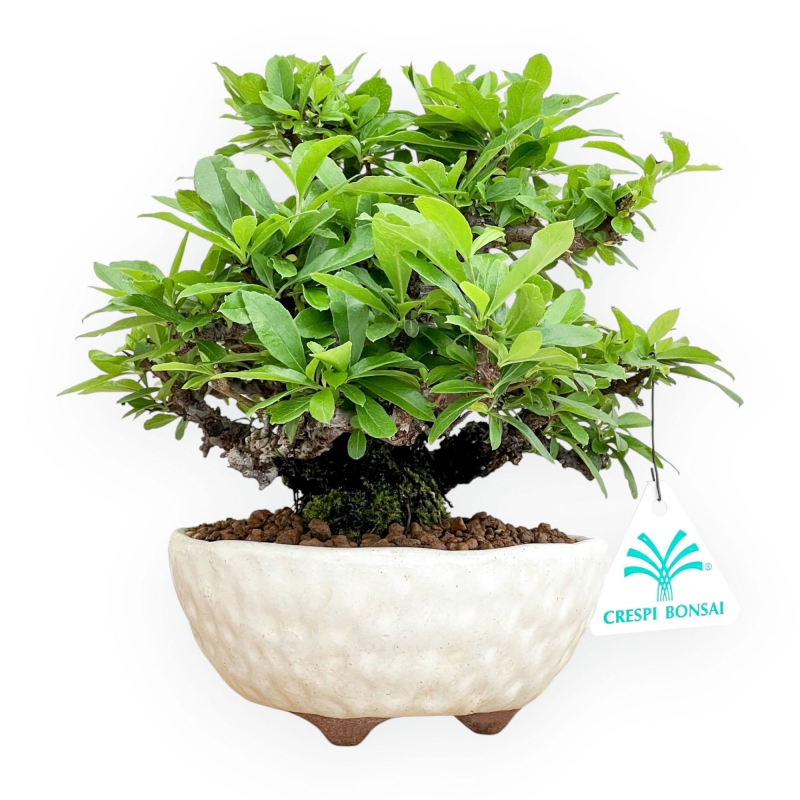 Pyracantha - 19 cm