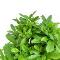 Pyracantha - 19 cm