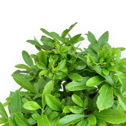 Pyracantha - 19 cm