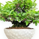 Pyracantha - 19 cm