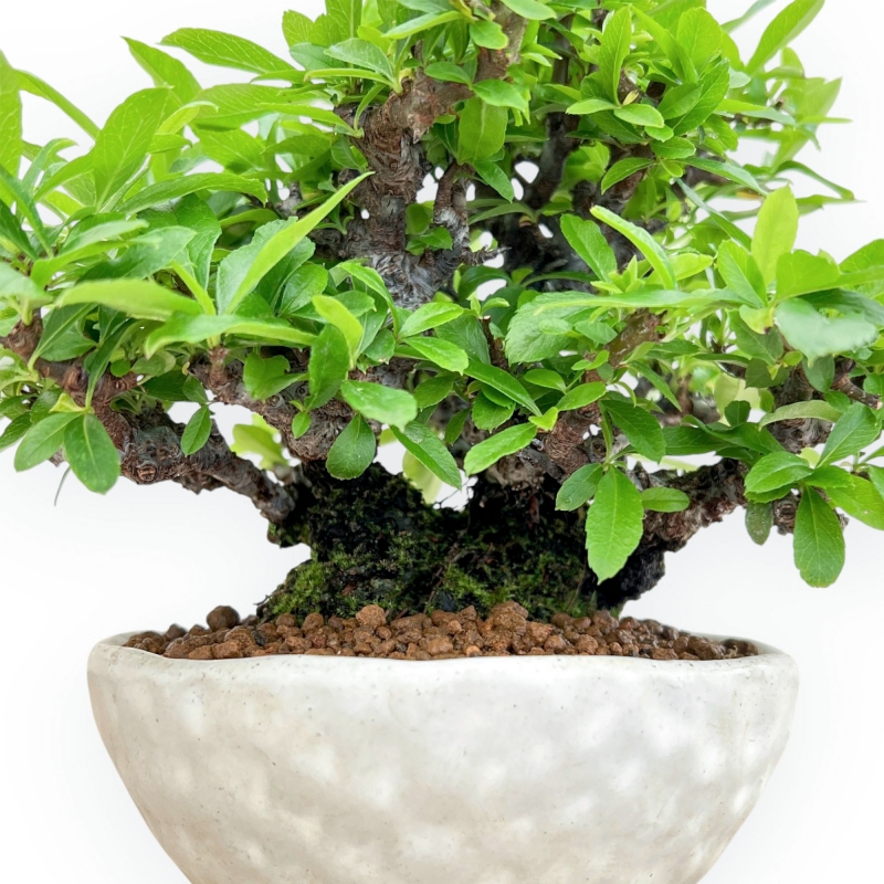 Pyracantha - 19 cm