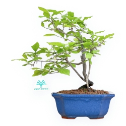 Diospyros Kaki - Kaki - 29 cm