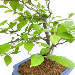 Diospyros Kaki - Kaki - 29 cm