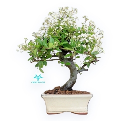 Pyracantha - 33 cm
