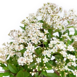 Pyracantha - 33 cm
