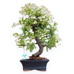 Pyracantha - 38 cm