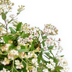 Pyracantha - 38 cm