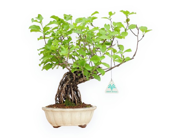 Celastrus Orbiculatus - Claustro Oriental Agridulce - 38 cm