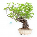 Celastrus Orbiculatus - Claustro Oriental Agridulce - 38 cm