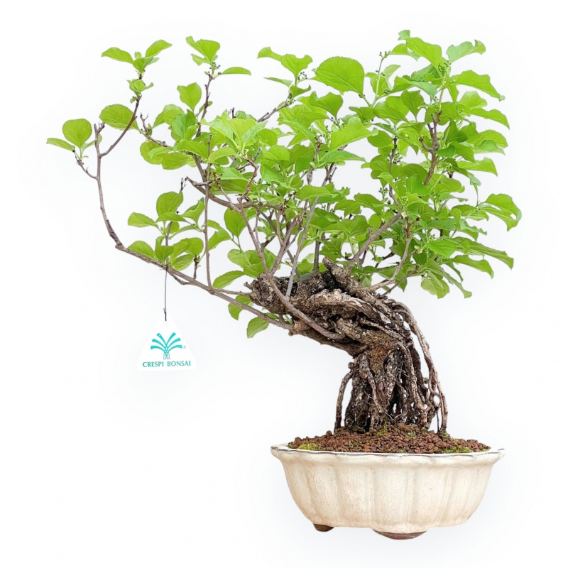 Celastrus Orbiculatus - Claustro Oriental Agridulce - 38 cm