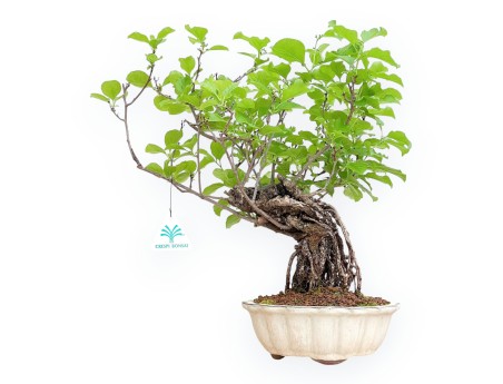 Celastrus Orbiculatus - Claustro Oriental Agridulce - 38 cm