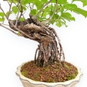 Celastrus Orbiculatus - Celastro - 38 cm