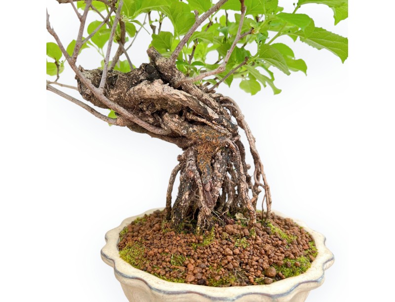 Celastrus Orbiculatus - Bourreau des Arbres - 38 cm