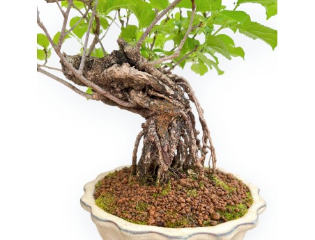 Celastrus Orbiculatus - Claustro Oriental Agridulce - 38 cm