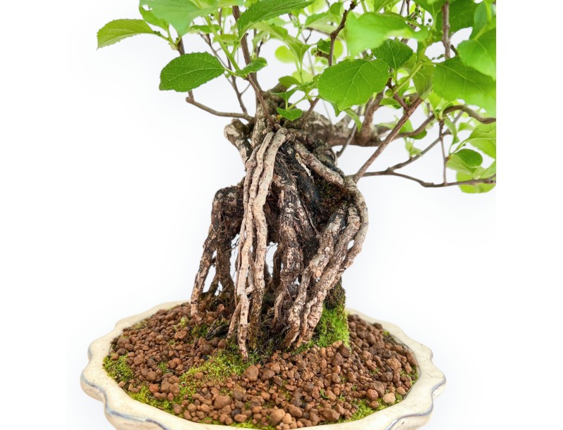 Celastrus Orbiculatus - Bourreau des Arbres - 38 cm