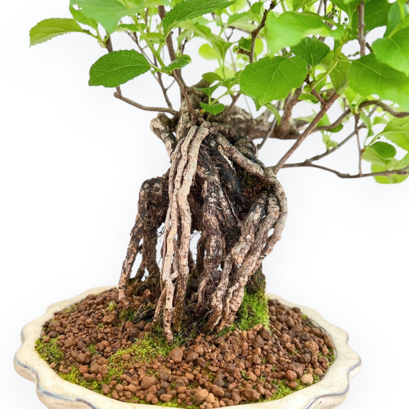 Celastrus Orbiculatus - Claustro Oriental Agridulce - 38 cm