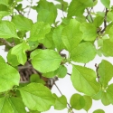 Celastrus Orbiculatus - Oriental Bittersweet - 38 cm
