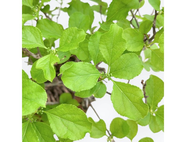 Celastrus Orbiculatus - Bourreau des Arbres - 38 cm 2