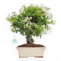 Pyracantha - 37 cm