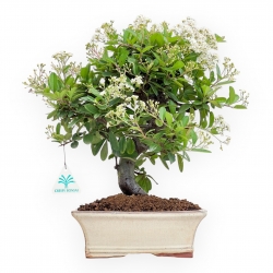 Pyracantha - 37 cm