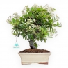 Pyracantha - 37 cm