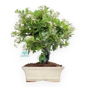 Pyracantha - 37 cm