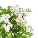 Pyracantha - 37 cm