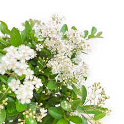 Pyracantha - 37 cm
