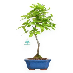 Diospyros Kaki - Kaki - 40 cm