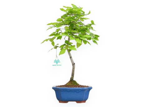 Diospyros Kaki - Kaki - 40 cm