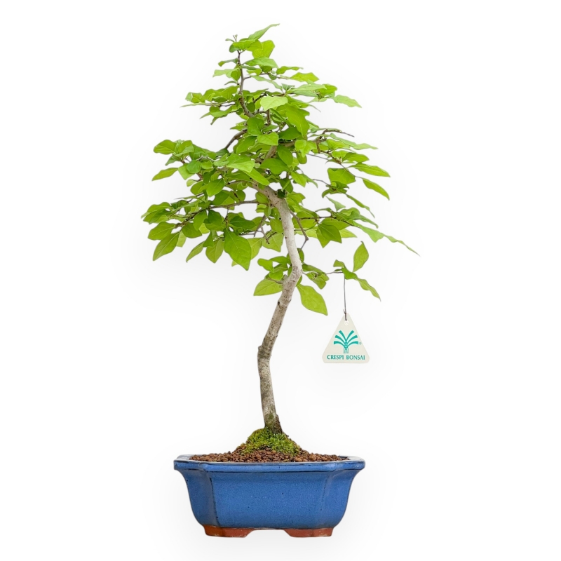 Diospyros Kaki - Kaki - 40 cm