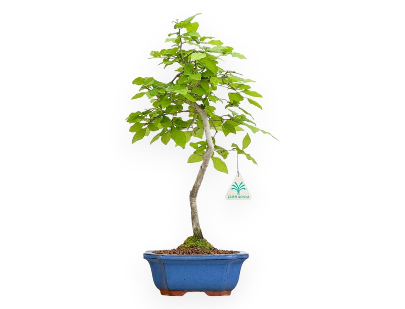 Diospyros Kaki - Plaqueminier - 40 cm