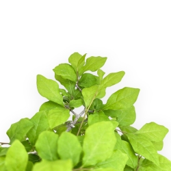 Diospyros Kaki - Kaki - 40 cm