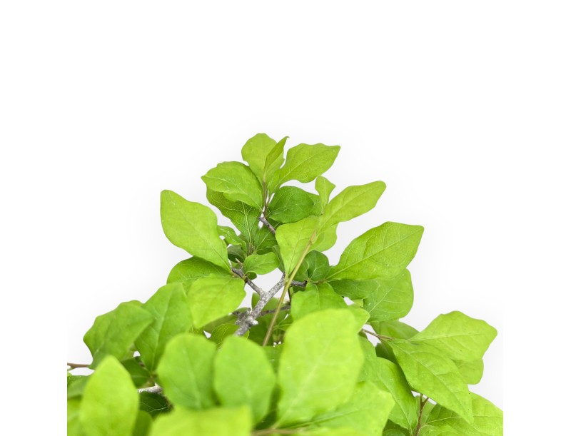 Diospyros Kaki - Plaqueminier - 40 cm