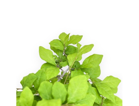 Diospyros Kaki - Kaki - 40 cm