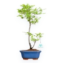 Diospyros Kaki - Kaki - 41 cm