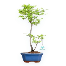 Diospyros Kaki - Kaki - 41 cm