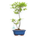Diospyros Kaki - Kaki - 41 cm