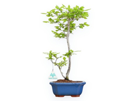 Diospyros Kaki - Kaki - 41 cm