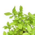 Diospyros Kaki - Kaki - 41 cm