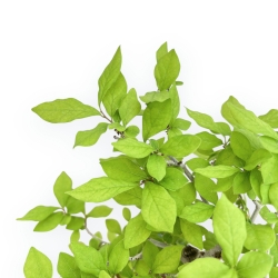 Diospyros Kaki - Kaki - 41 cm