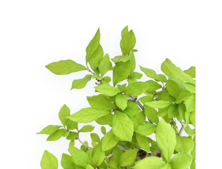 Diospyros Kaki - Kaki - 41 cm