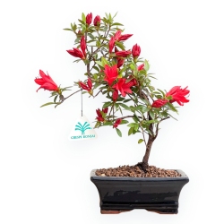 Rhododendron indicum - Azalea - 32 cm