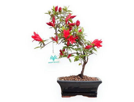 Rhododendron indicum - Azalea - 32 cm