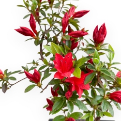 Rhododendron indicum - Azalea - 32 cm