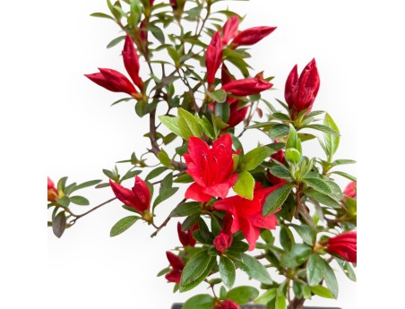Rhododendron indicum - Azalee - 32 cm