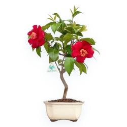 Camellia - Camellia - 53 cm