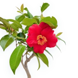 Camellia - Camelia - 53 cm