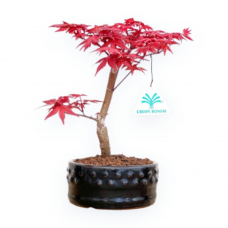 Acer Palmatum Deshojo - Ahorne - von 22 bis 28 cm